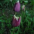 Tulip Top Breaking Virus, as its name says, causes only break on the edge of the petals, Janos Agoston