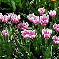Tulipa 'Arabian Mystery, Janos Agoston