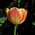 Tulipa 'Brigitta, Janos Agoston Tulipa 'Brigitta, Janos Agoston