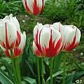 Tulipa 'Happy_Generation, Janos Agoston Tulipa 'Happy_Generation, Janos Agoston
