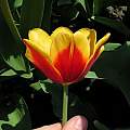 Tulipa 'Kees Nelis, Janos Agoston Tulipa 'Kees Nelis, Janos Agoston