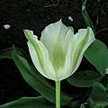 Tulipa 'Spring Green', Janos Agoston