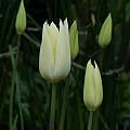 Tulipa 'White Triumphator', David Pilling Tulipa 'White Triumphator', David Pilling