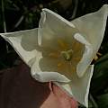 Tulipa 'White Triumphator', David Pilling