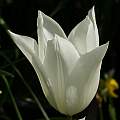 Tulipa 'White Triumphator', David Pilling