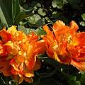 Tulipa 'Willem van Oranje', Jim McKenney