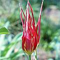 Tulipa acuminata, Arnold Trachtenberg [Shift+click to enlarge, Click to go to wiki entry]