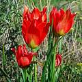 Tulipa agenensis, Oron Peri [Shift+click to enlarge, Click to go to wiki entry]