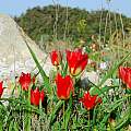 Tulipa agenensis, Oron Peri