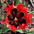Tulipa agenensis, Shlomit Heymann