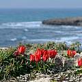Tulipa agenensis subsp. sharonensis growing on coastal buffs, Gideon Pisanty