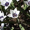 Tulipa humilis 'Alba Coerulea Oculata', Arnold Trachtenberg