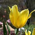 Tulipa armena, syn. Tulipa karabachensis, John Lonsdale
