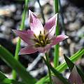 Tulipa aucheriana, Arnold Trachtenberg [Shift+click to enlarge, Click to go to wiki entry]