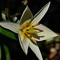 Tulipa bifloriformis, Arnold Trachtenberg [Shift+click to enlarge, Click to go to wiki entry]