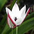 Tulipa clusiana, Arnold Trachtenberg