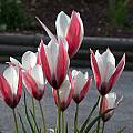 Tulipa clusiana, John Lonsdale [Shift+click to enlarge, Click to go to wiki entry]