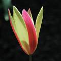 Tulipa clusiana 'Cynthia'?, Mary Sue Ittner