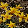 Tulipa clusiana var. chrysantha, Hans Joschko