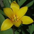 Tulipa clusiana var. chrysantha, Mary Sue Ittner