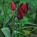 Tulipa cypria, Oron Peri