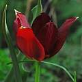 Tulipa cypria, Oron Peri