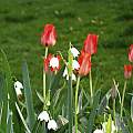 Tulipa eichleri, Arnold Trachtenberg [Shift+click to enlarge, Click to go to wiki entry]