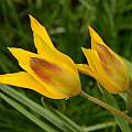 Tulipa ferganica, Arnold Trachtenberg