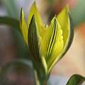 Tulipa heteropetala