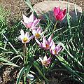 Tulipa humilis, Mark McDonough