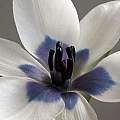 Tulipa humilis 'Alba Coerulea Oculata', Ian Young