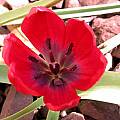Tulipa humilis 'Lilliput', John Lonsdale
