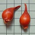 Tulipa humilis 'Red Cup' bulbs, Mary Sue Ittner