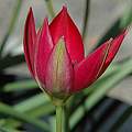 Tulipa humilis 'Red Cup', Mary Sue Ittner Tulipa humilis 'Red Cup', Mary Sue Ittner