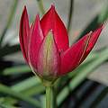 Tulipa humilis 'Red Cup', Mary Sue Ittner