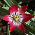 Tulipa humilis 'Red Cup', Mary Sue Ittner