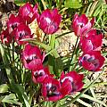 Tulipa pulchella, Dave Brastow [Shift+click to enlarge, Click to go to wiki entry]