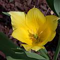 Tulipa armena, syn. Tulipa karabachensis, John Lonsdale [Shift+click to enlarge, Click to go to wiki entry]
