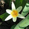 Tulipa kaufmanniana, Janos Agoston