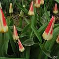 Tulipa kaufmanniana 'Johann Strauss', Janos Agoston Tulipa kaufmanniana 'Johann Strauss', Janos Agoston