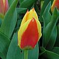 Tulipa kaufmanniana 'Stresa', Janos Agoston Tulipa kaufmanniana 'Stresa', Janos Agoston