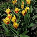 Tulipa kaufmanniana 'Stresa', Janos Agoston Tulipa kaufmanniana 'Stresa', Janos Agoston