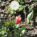 Tulipa kaufmanniana, David Victor [Shift+click to enlarge, Click to go to wiki entry]