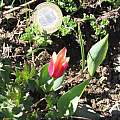 Tulipa kaufmanniana, David Victor