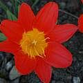 Tulipa kaufmanniana 'Scarlet Baby', David Pilling