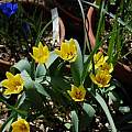 Tulipa lemmersii, Jane McGary [Shift+click to enlarge, Click to go to wiki entry]