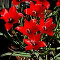 Tulipa linifolia, Mary Sue Ittner