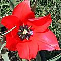 Tulipa linifolia, Max Withers