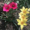 Tulipa linifolia, Mark McDonough [Shift+click to enlarge, Click to go to wiki entry]