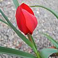 Tulipa montana, Mary Sue Ittner